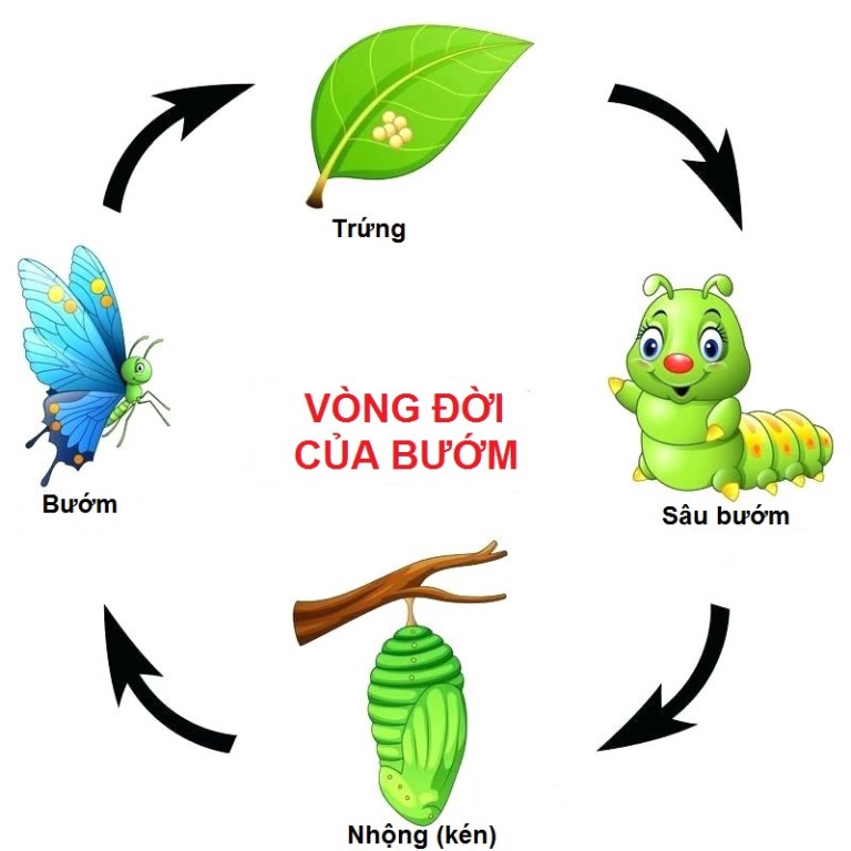 Khám phá vòng đời của bướm